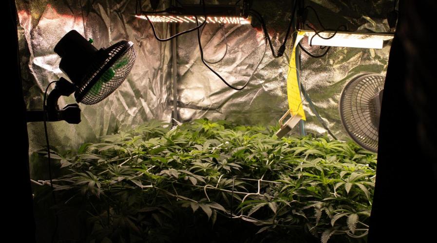 Blemics GrowDiaries '5. Week 9 - F14