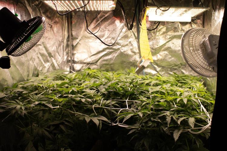 Blemics GrowDiaries '5. Week 9 - F14