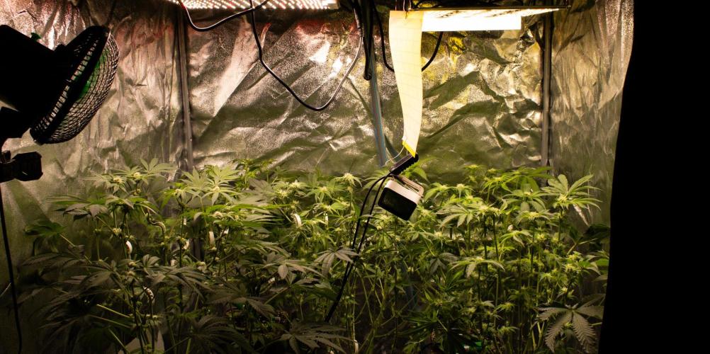 Blemics GrowDiaries '5. Week 10 - D21