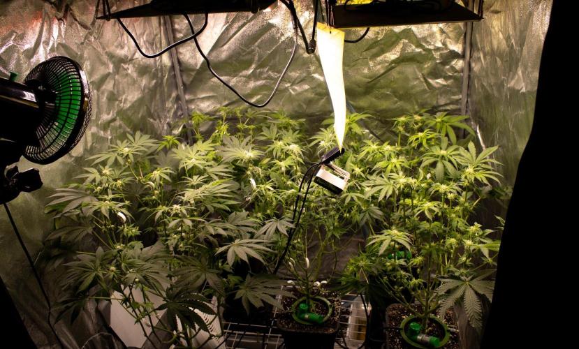 Blemics GrowDiaries '5. Week 10 - D21