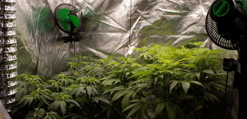 Organics test - Greenhousefeeds organics. Week 1