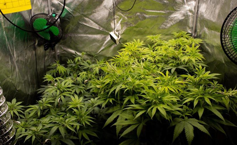 Organics test - Greenhousefeeds organics. Week 2