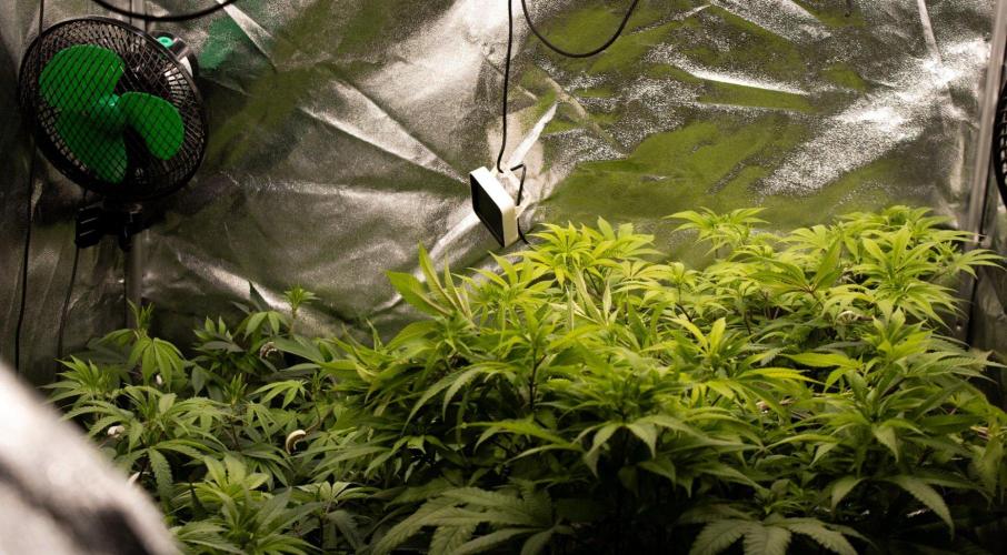 Organics test - Greenhousefeeds organics. Week 2