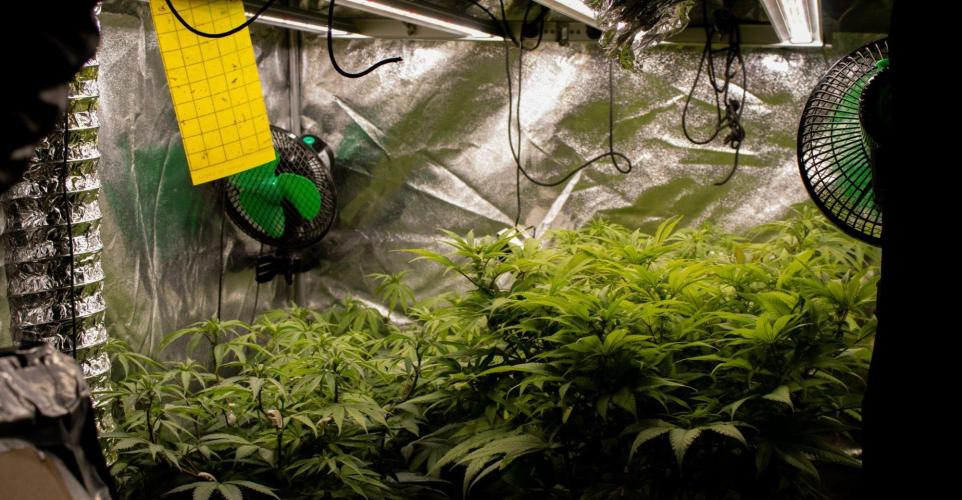 Organics test - Greenhousefeeds organics. Week 3