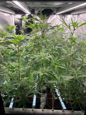 Comment by Uptownmicro420 photo #1