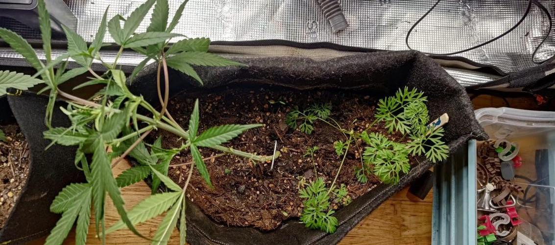 Alderaan Cookies. Week 4