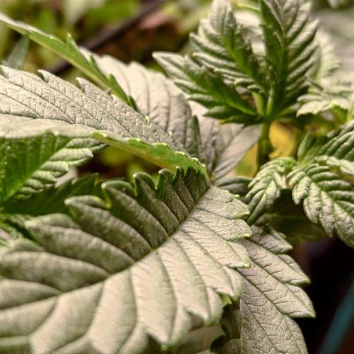 ~ * + Round 2 + * ~. Week 9