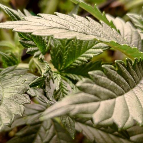 ~ * + Round 2 + * ~. Week 9