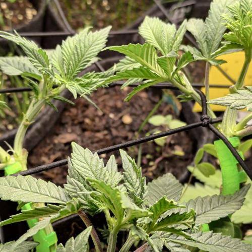 ~ * + Round 2 + * ~. Week 9 - Heart