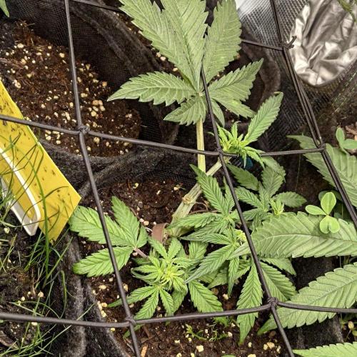 ~ * + Round 2 + * ~. Week 9