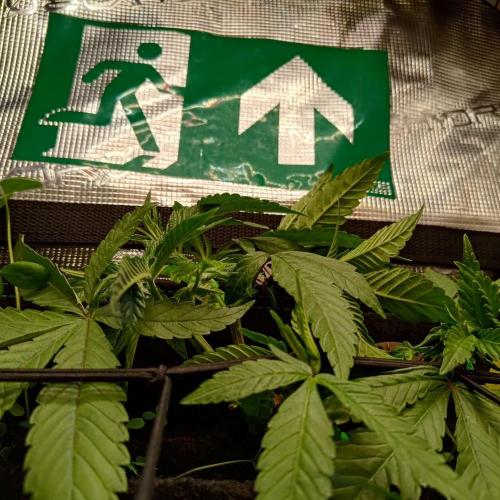 ~ * + Round 2 + * ~. Week 9