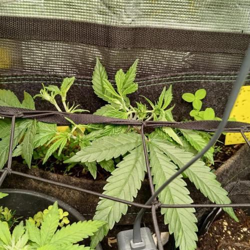 ~ * + Round 2 + * ~. Week 9