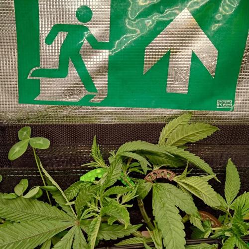 ~ * + Round 2 + * ~. Week 9 - the escape