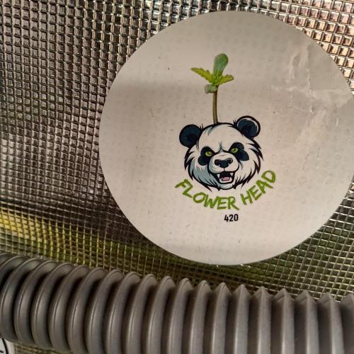 ~ * + Round 2 + * ~. Week 10