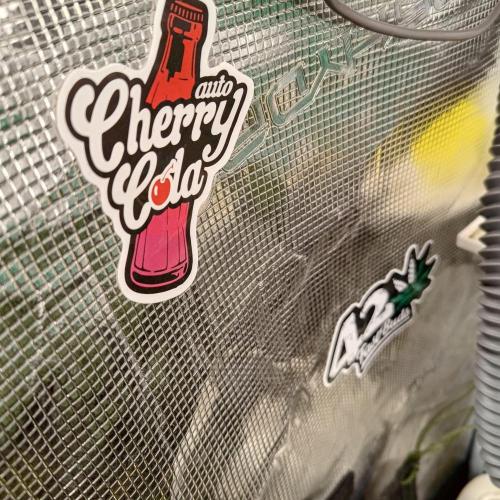 ~ * + Round 2 + * ~. Week 10