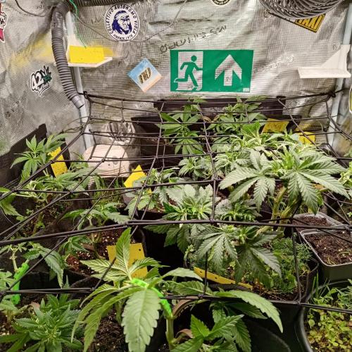 ~ * + Round 2 + * ~. Week 10