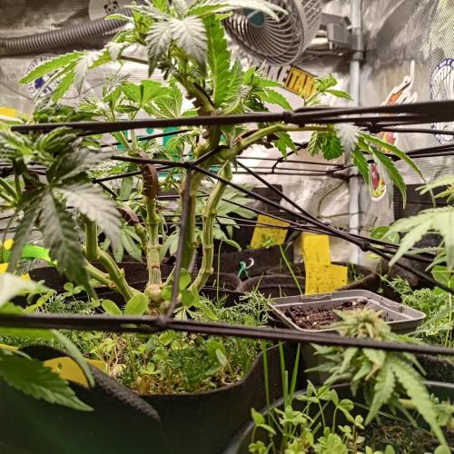 ~ * + Round 2 + * ~. Week 10