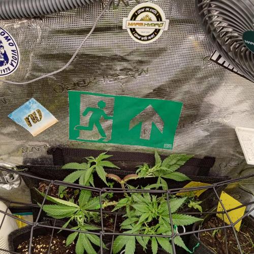 ~ * + Round 2 + * ~. Week 10