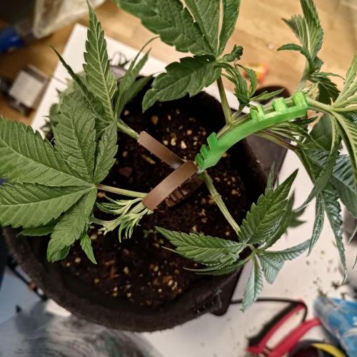 ~ * + Round 2 + * ~. Week 10