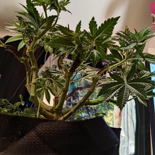 ~ * + Round 2 + * ~. Week 10