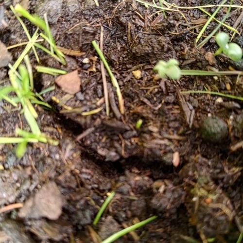 ~ * + Round 2 .1 + * ~. Week 1