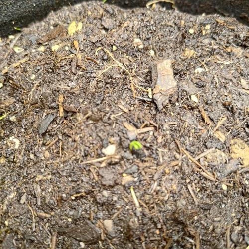 ~ * + Round 2 .1 + * ~. Week 1