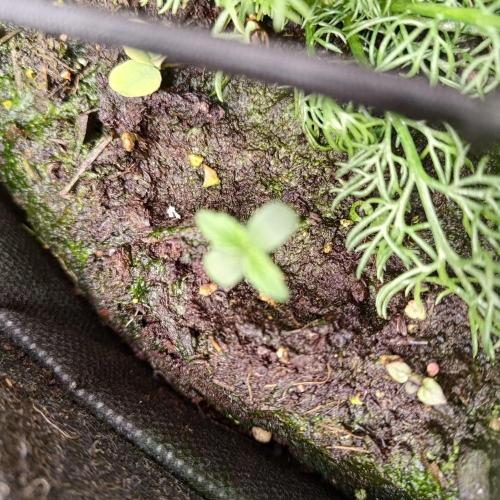 ~ * + Round 2 + * ~. Week 10