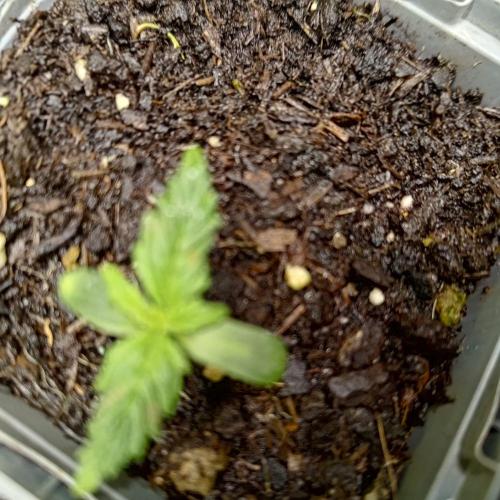 ~ * + Round 2 .1 + * ~. Week 2