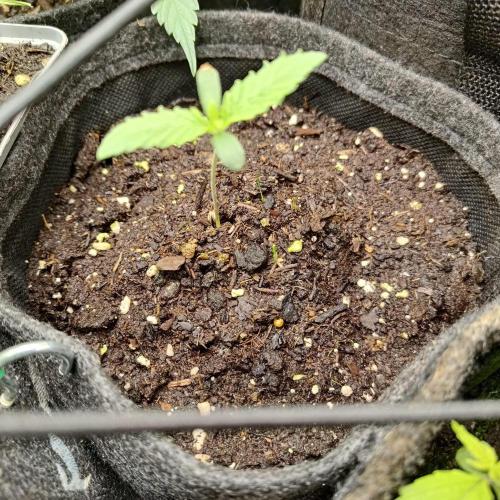 ~ * + Round 2 .1 + * ~. Week 2