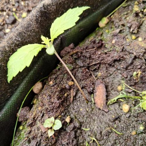 ~ * + Round 2 .1 + * ~. Week 2