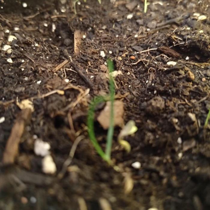 Rote Pille. Week 1 - Come on Baby FcK me Hard hr hr hr