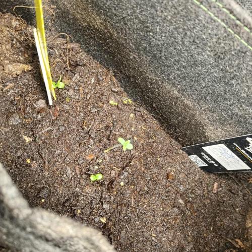 Fresh start Grow. Week 1