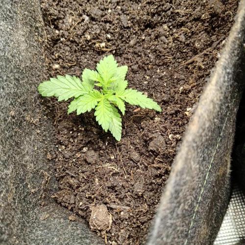 Fresh start Grow. Week 1