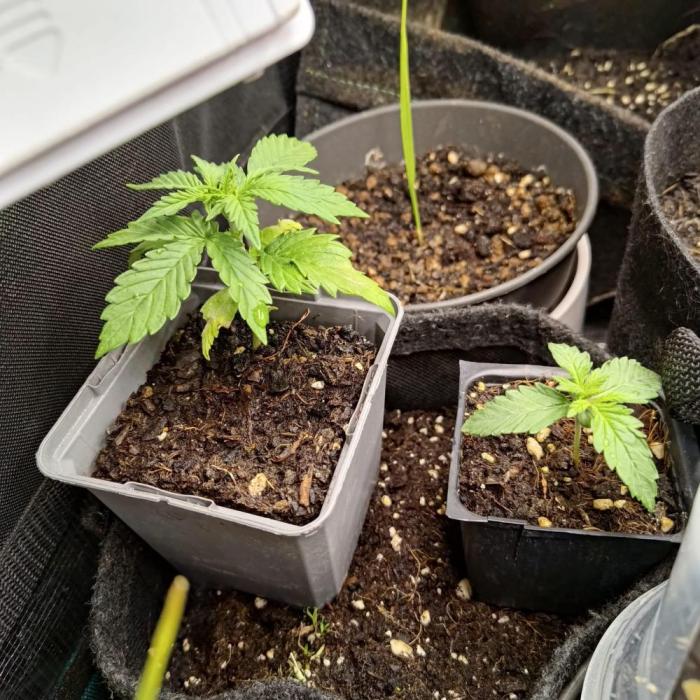 Fresh start Grow. Week 2