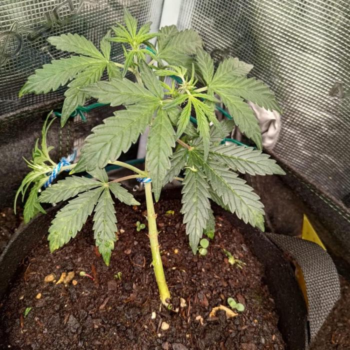 Fresh start Grow. Week 3