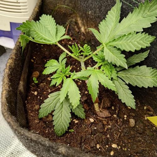 Fresh start Grow. Week 4