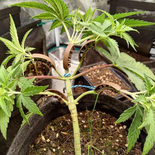 Fresh start Grow. Week 4