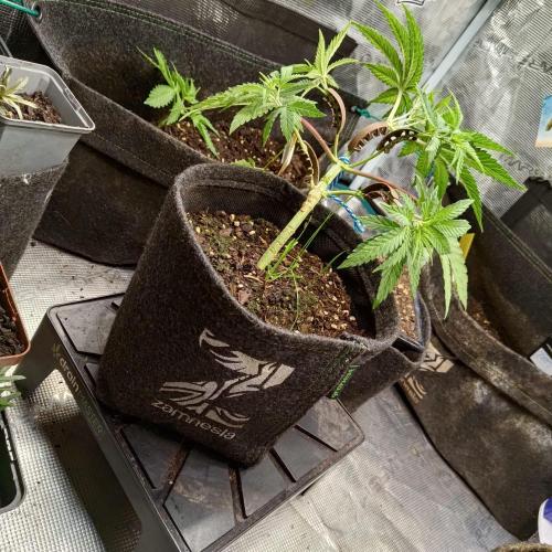 Fresh start Grow. Week 4