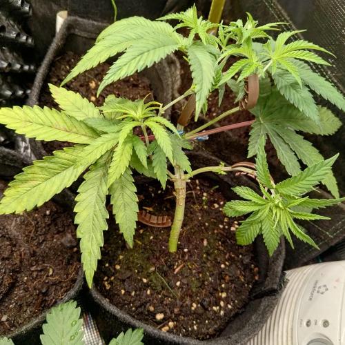 Fresh start Grow. Week 4