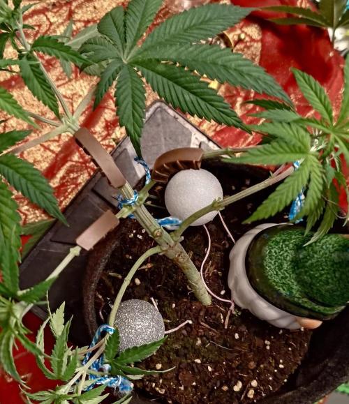 Fresh start Grow. Week 6 - Happy Christmas!!