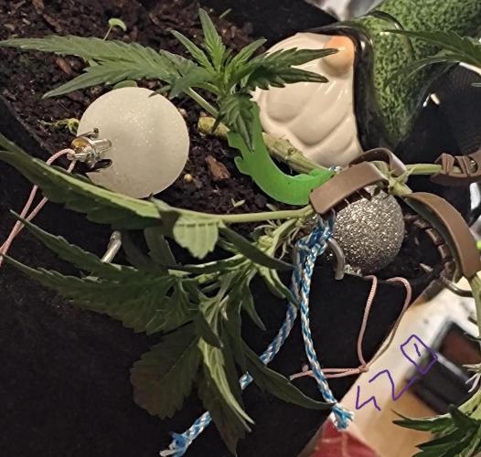 Fresh start Grow. Week 6 - Happy Christmas!!