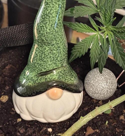 Fresh start Grow. Week 6 - Happy Christmas!!