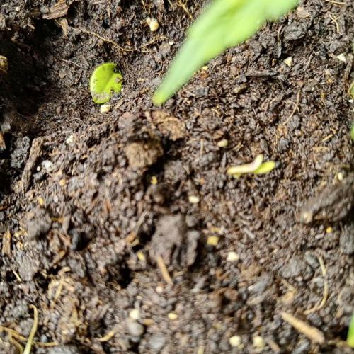 The Splendor of Winter. Week 1