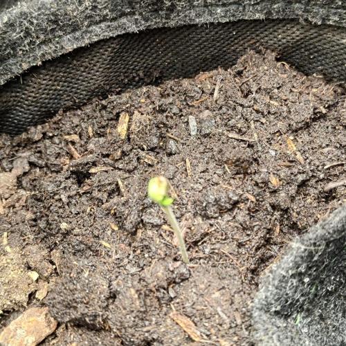 The Splendor of Winter. Week 1