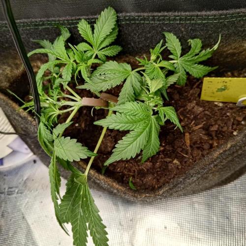 Fresh start Grow. Week 7