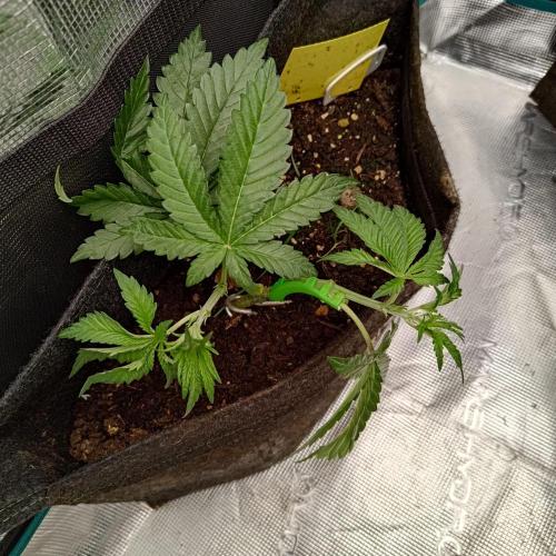 Fresh start Grow. Week 7