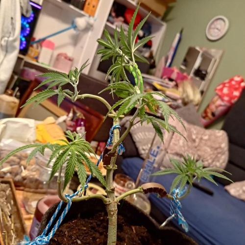 Fresh start Grow. Week 7