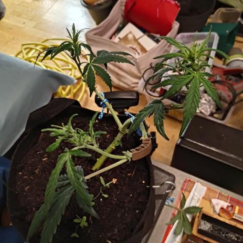 Fresh start Grow. Week 7