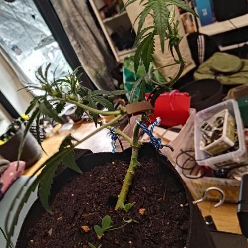 Fresh start Grow. Week 7