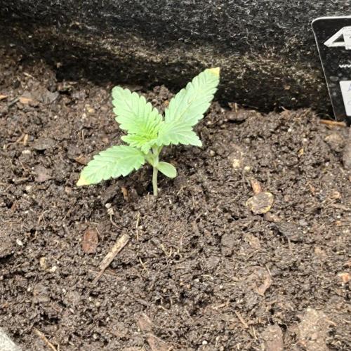 The Splendor of Winter. Week 3